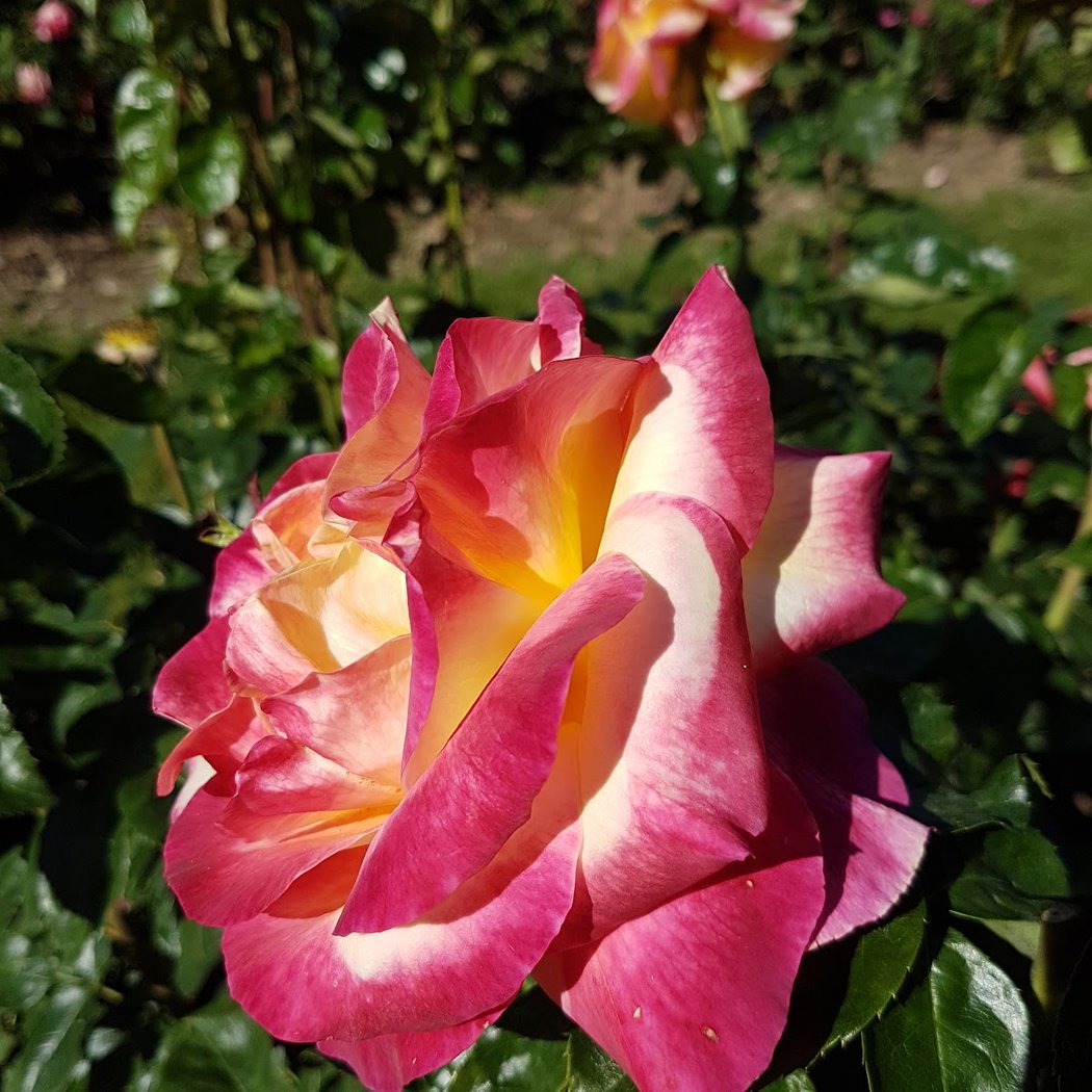 Musée De La Rose 1